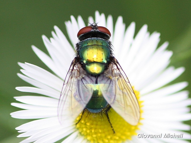 Da ID: Lucilia gruppo sericata (Calliphoridae)